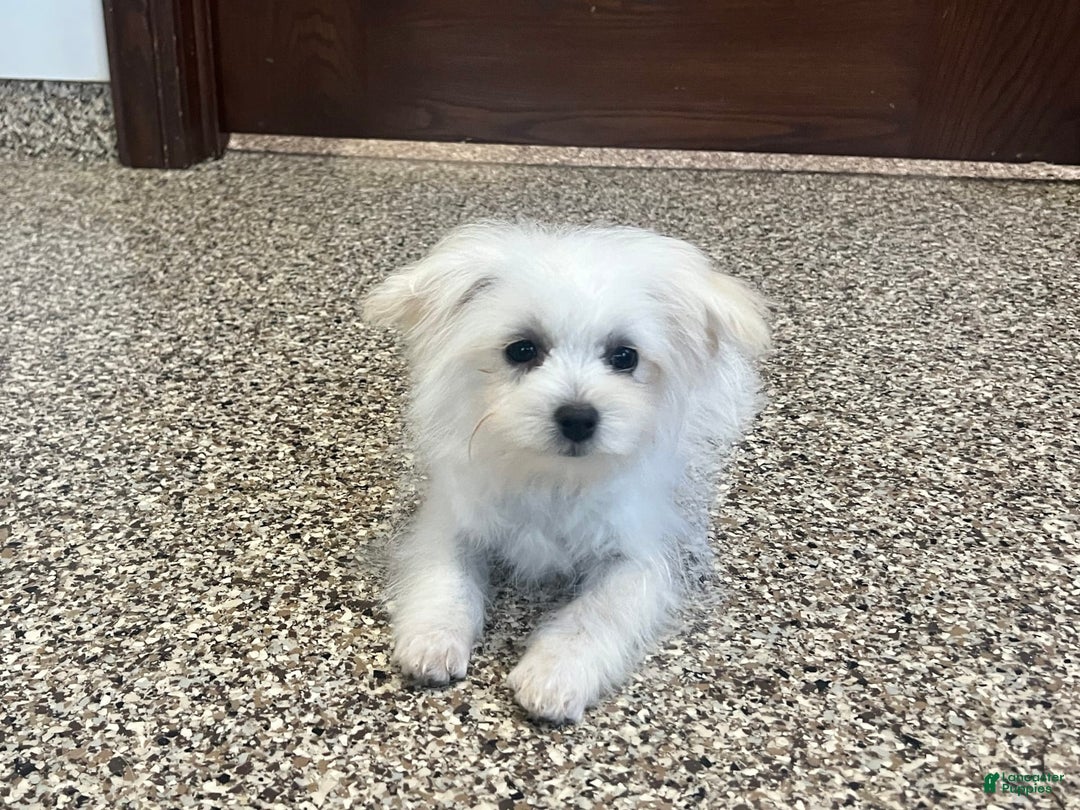 Maltipoo dogs for sale: Tina - Image 2