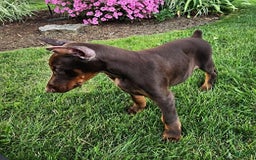 Doberman Pinscher dogs for sale: Mark - Image 2