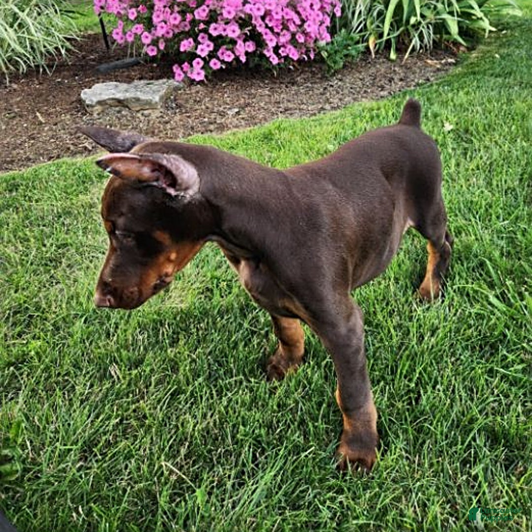 Doberman Pinscher dogs for sale: Mark - Image 2