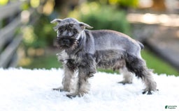 Miniature Schnauzer dogs for sale: Bingo - Image 12