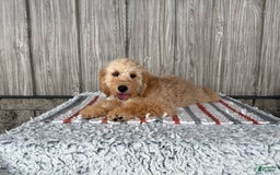 Mini Goldendoodle dogs for sale: Angie - Image 10