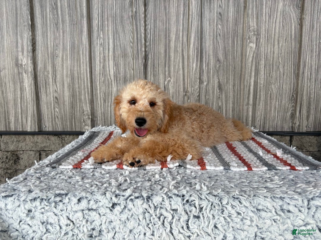 Mini Goldendoodle dogs for sale: Angie - Image 10