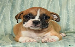 Beabull dogs for sale: Kennedi - Image 8