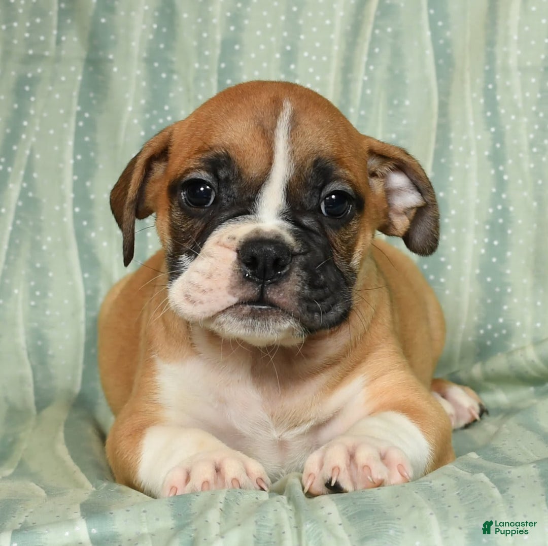 Beabull dogs for sale: Kennedi - Image 8