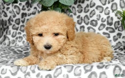 Bichpoo dogs for sale: Nellie - Image 4