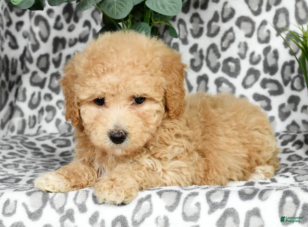 Bichpoo dogs for sale: Nellie - Image 4