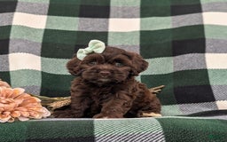 Cockapoo dogs for sale: Kylee - Image 1