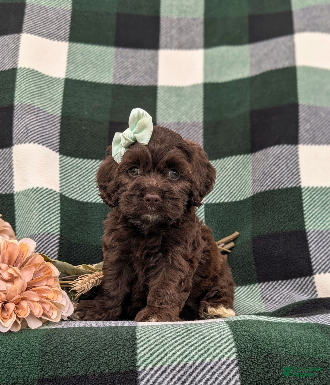 Cockapoo dogs for sale: Kylee - Image 1