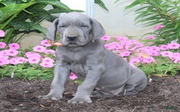 Great Dane dogs for sale: Hillary - Image 3
