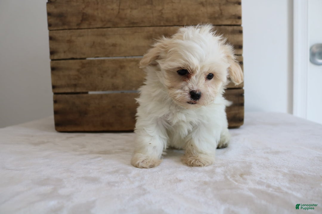 Teddy Bear dogs for sale: Karly - Image 7