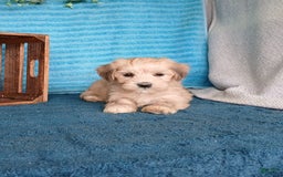 Havanese dogs for sale: Aiden - Image 4