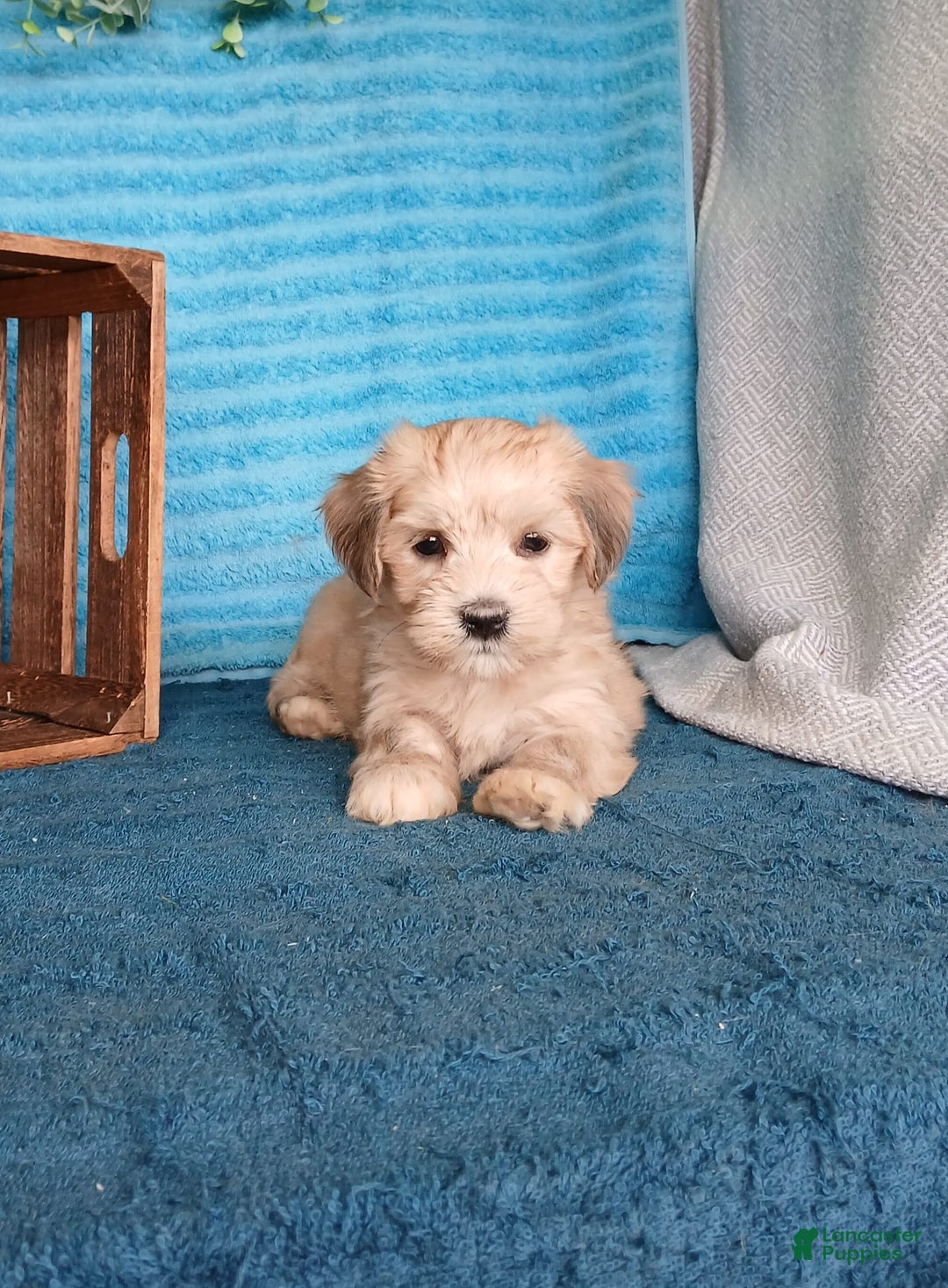 Havanese dogs for sale: Aiden - Image 4