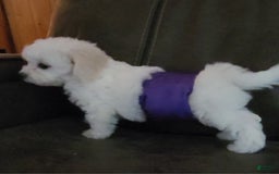 Cavachon dogs for sale: Kevin - Image 1