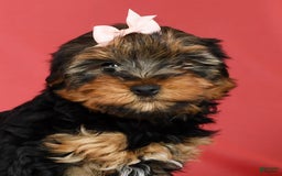 Yorkshire Terrier dogs for sale: Kylie - Image 7