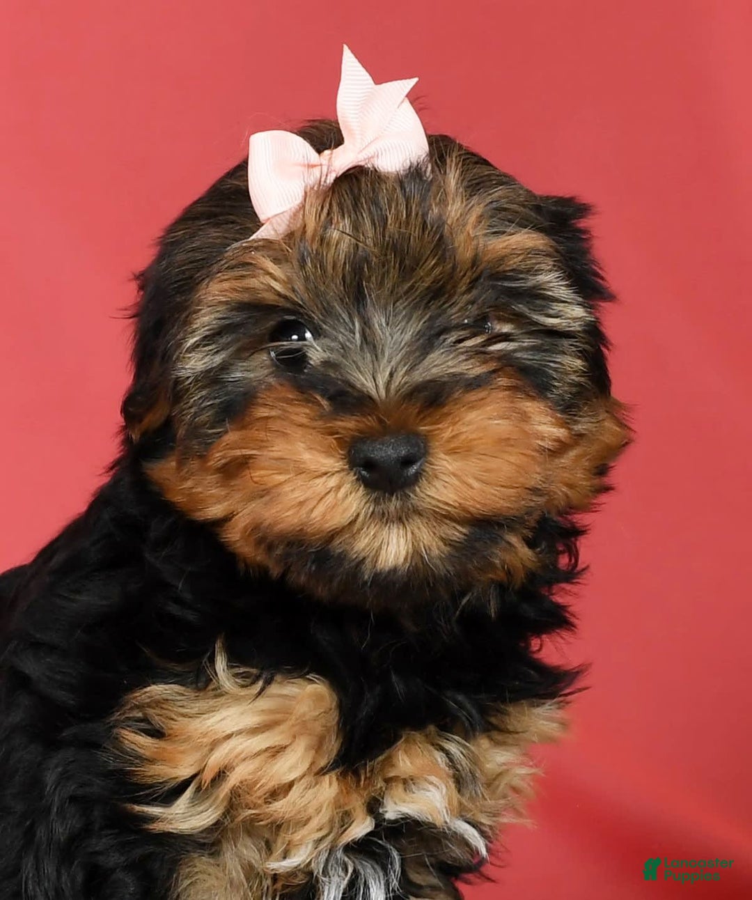 Yorkshire Terrier dogs for sale: Kylie - Image 7