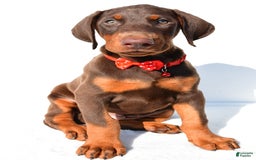 Doberman Pinscher dogs for sale: Tyler - Image 1