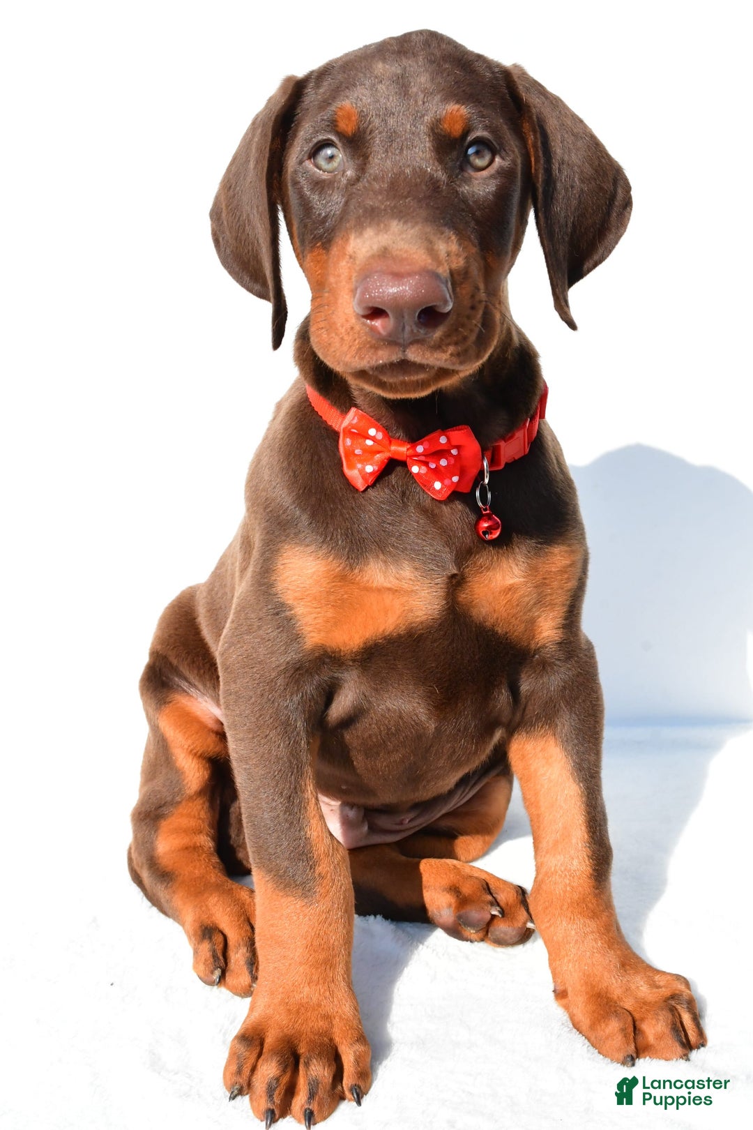 Doberman Pinscher dogs for sale: Tyler - Image 1