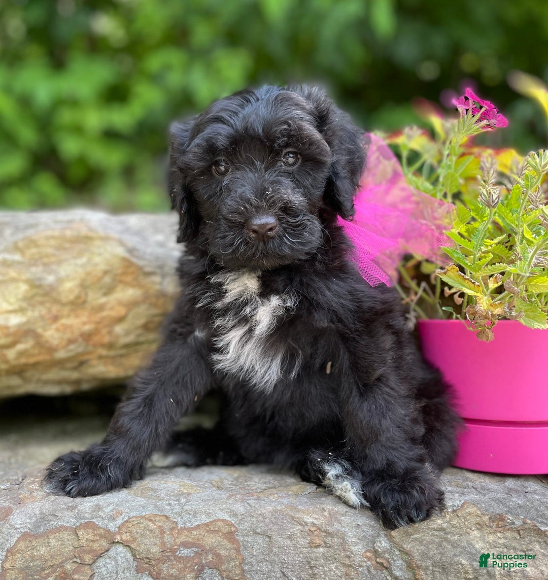 Portuguese Water Dog dogs for sale: Luna - Image 10