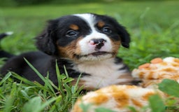 Bernese Mountain Dog dogs for sale: Sonny - Image 15