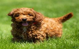 Goldendoodle dogs for sale: Alice - Image 6