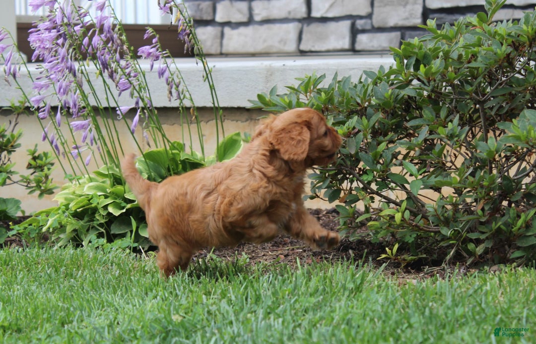 Cavalier King Charles Spaniel dogs for sale: Bentley - Image 13