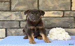 German Shepherd dogs for sale: Michael - Image 1