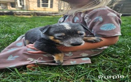 Australian Cattle Dog dogs for sale: Clover - Image 1