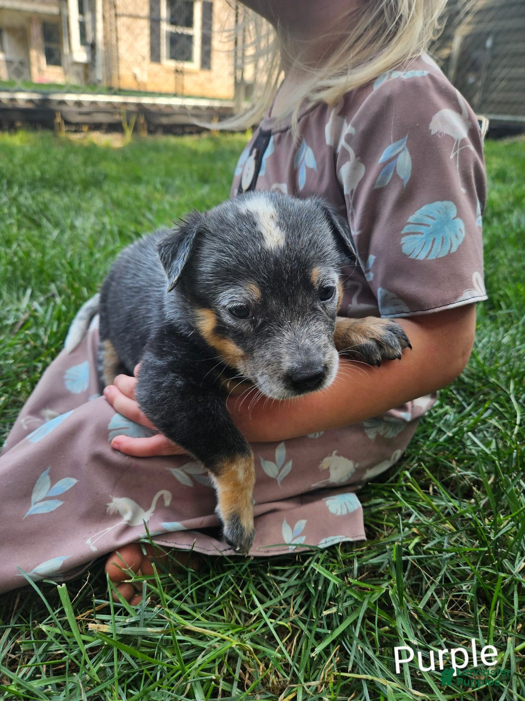 Australian Cattle Dog dogs for sale: Clover - Image 1