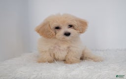 Maltipoo dogs for sale: Rebecca - Image 22
