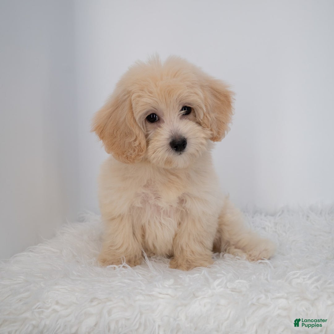 Maltipoo dogs for sale: Rebecca - Image 22