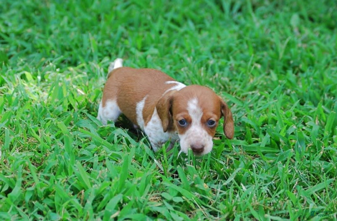 Dachshund dogs for sale: Akc Diego - Image 4