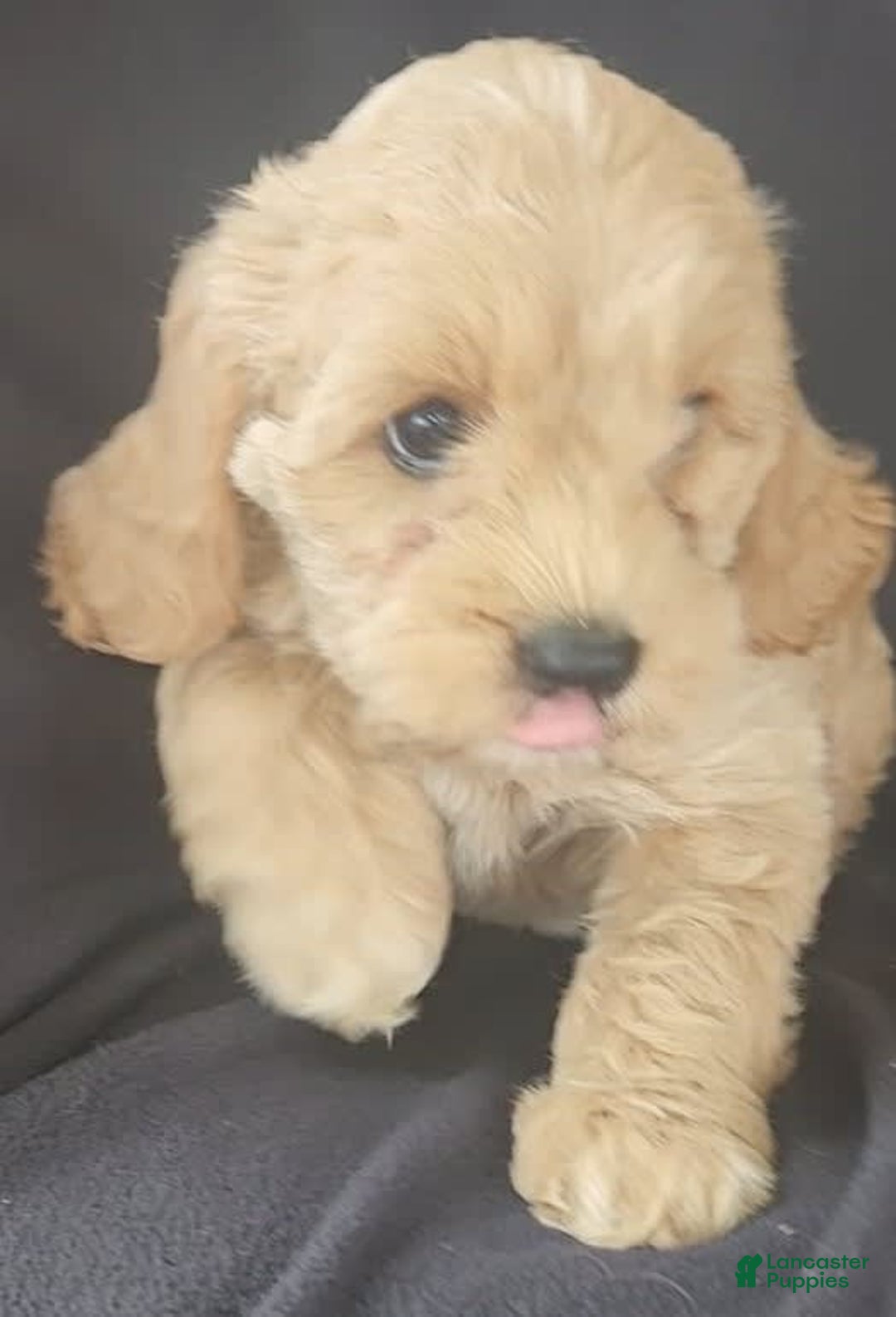 Cockapoo dogs for sale: Bella - Image 4