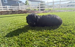 Bernedoodle dogs for sale: 13 - Image 3