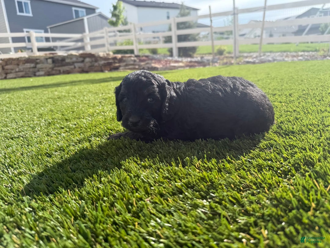 Bernedoodle dogs for sale: 13 - Image 3