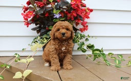 Mini Goldendoodle dogs for sale: Kody - Image 9