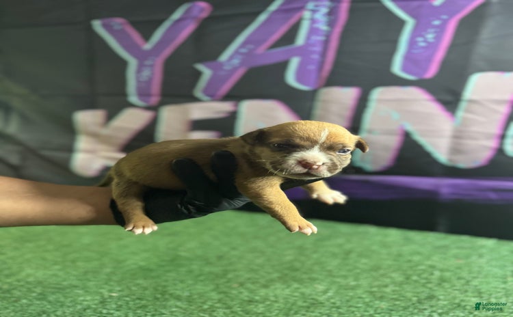 American Bully dogs for sale - Ad 1