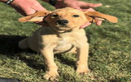 Labrador Retriever dogs for sale: Simba - Image 14