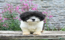 Malshi dogs for sale: Cookies N Cream - Image 5