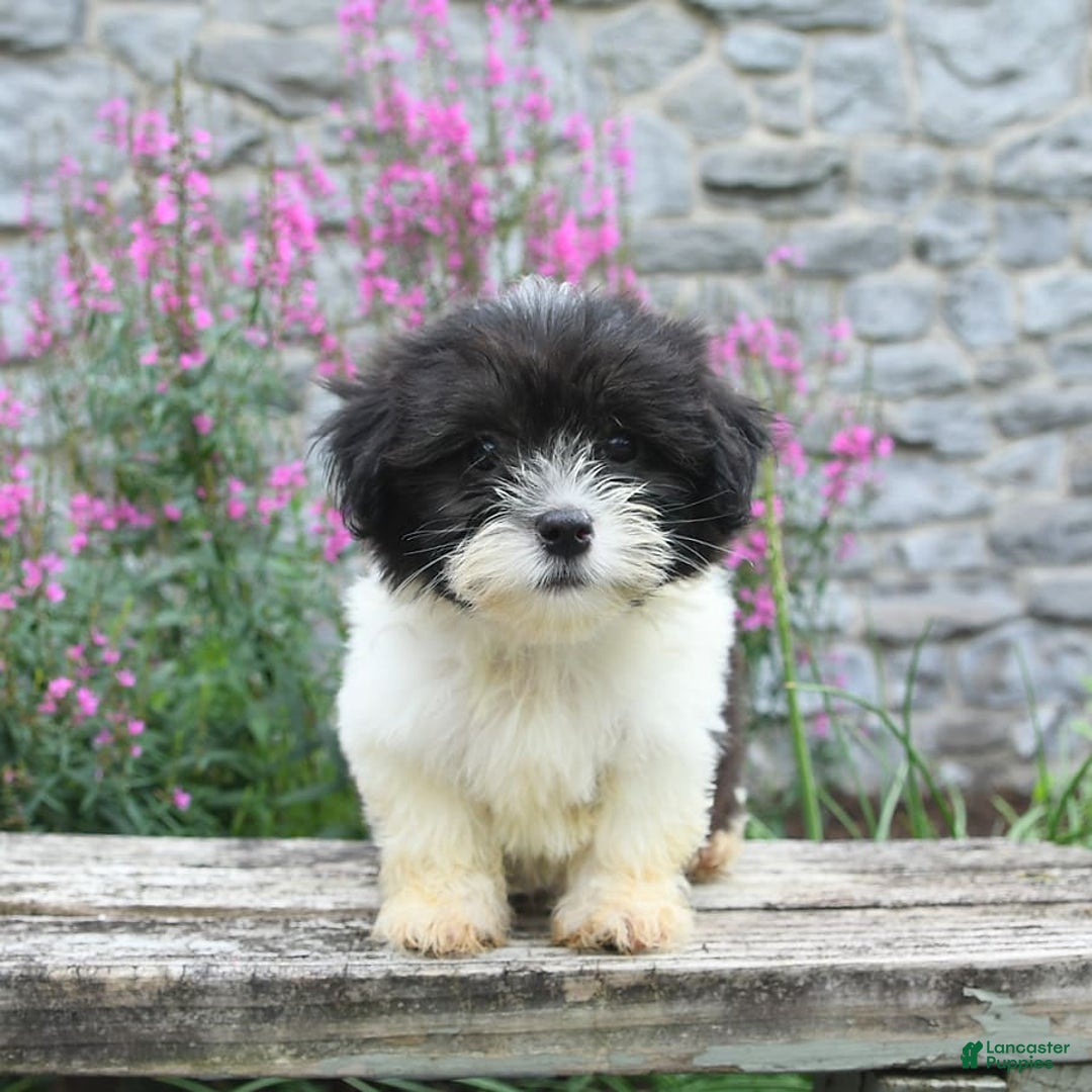 Malshi dogs for sale: Cookies N Cream - Image 5