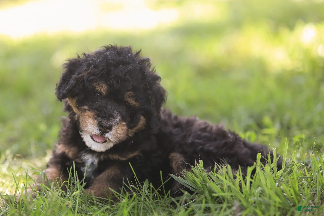 Mini Bernedoodle dogs for sale: Marshall - Image 2
