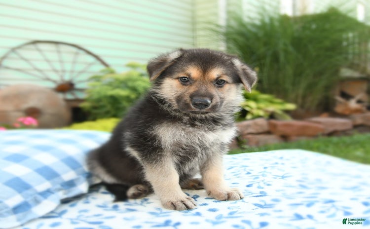 German Shepherd dogs for sale - Ad 2