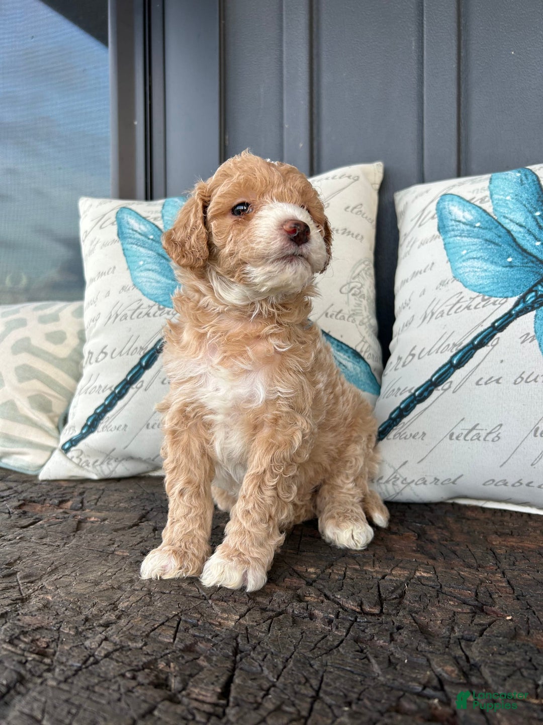 Aussiedoodle dogs for sale: Cane - Image 2