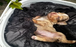 Chihuahua dogs for sale: Armani - Image 7