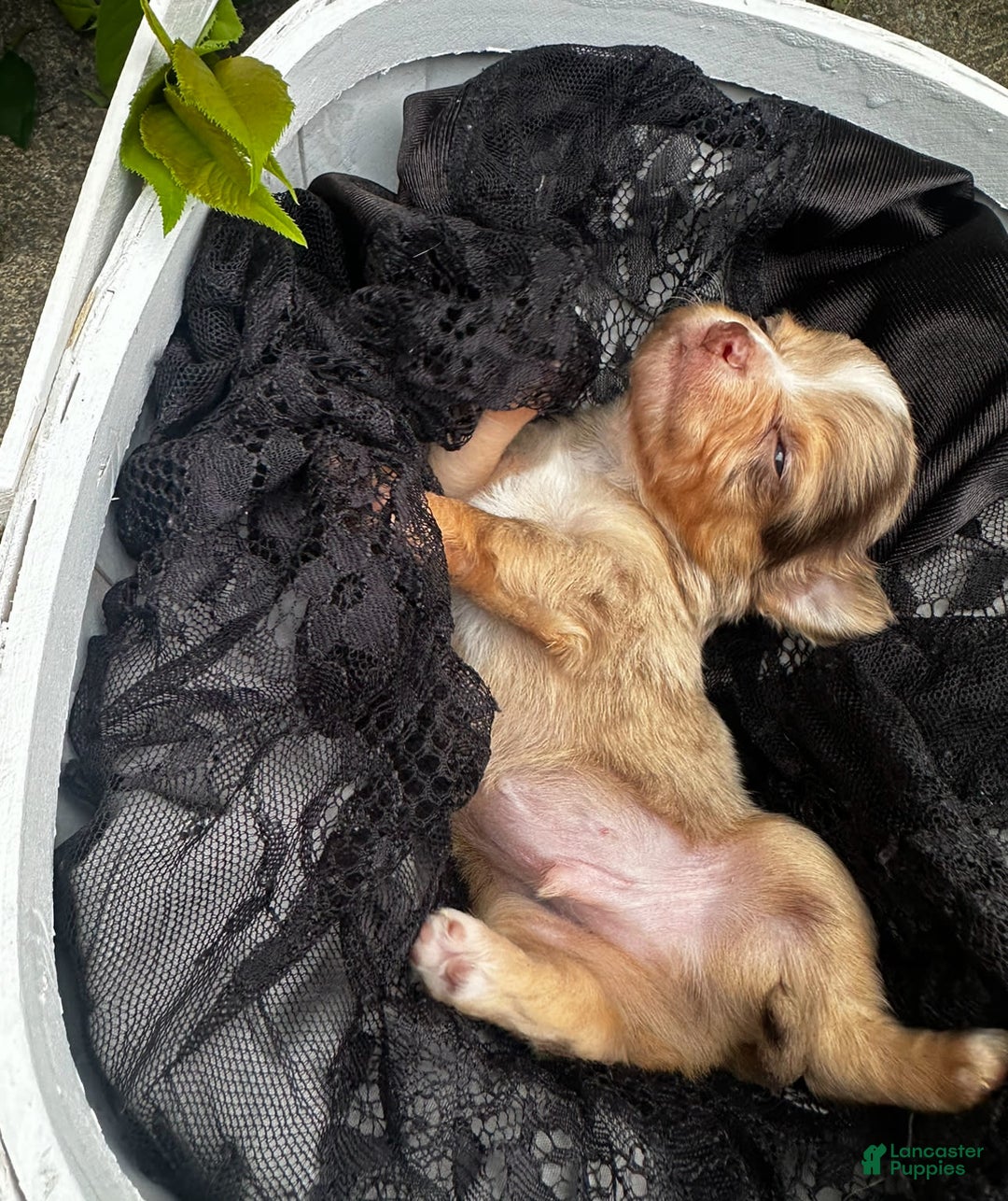 Chihuahua dogs for sale: Armani - Image 7
