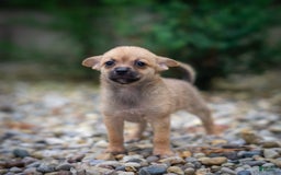 Pomchi dogs for sale: Bear - Image 6