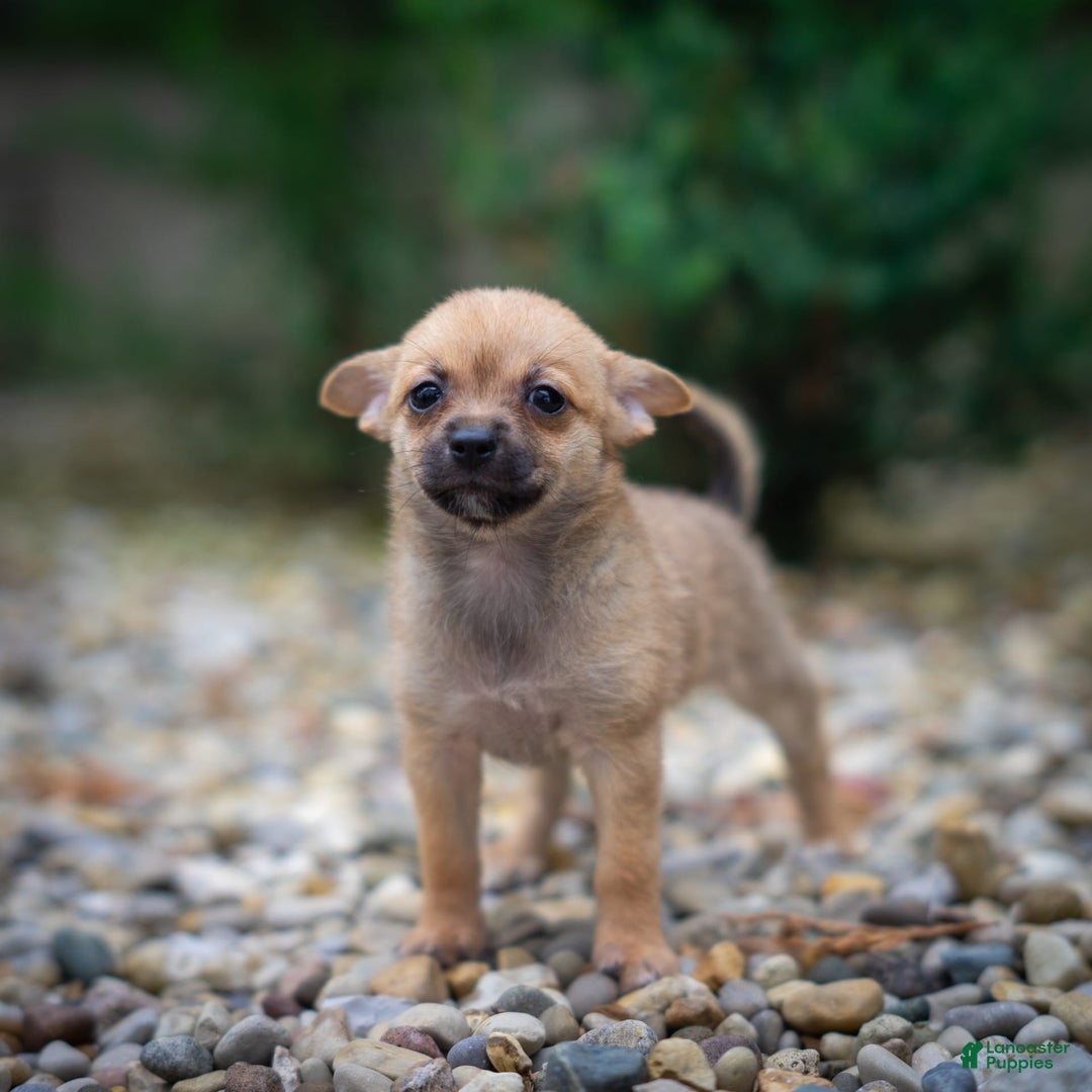 Pomchi dogs for sale: Bear - Image 6