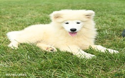 Samoyed dogs for sale: Daffodil - Image 9