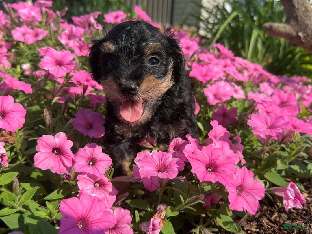 Schnoodle dogs for sale: Isaiah - Image 2