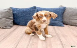 Miniature Australian Shepherd dogs for sale: Manny - Image 5