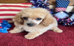 Toy Poodle dogs for sale: Carmella - Image 1